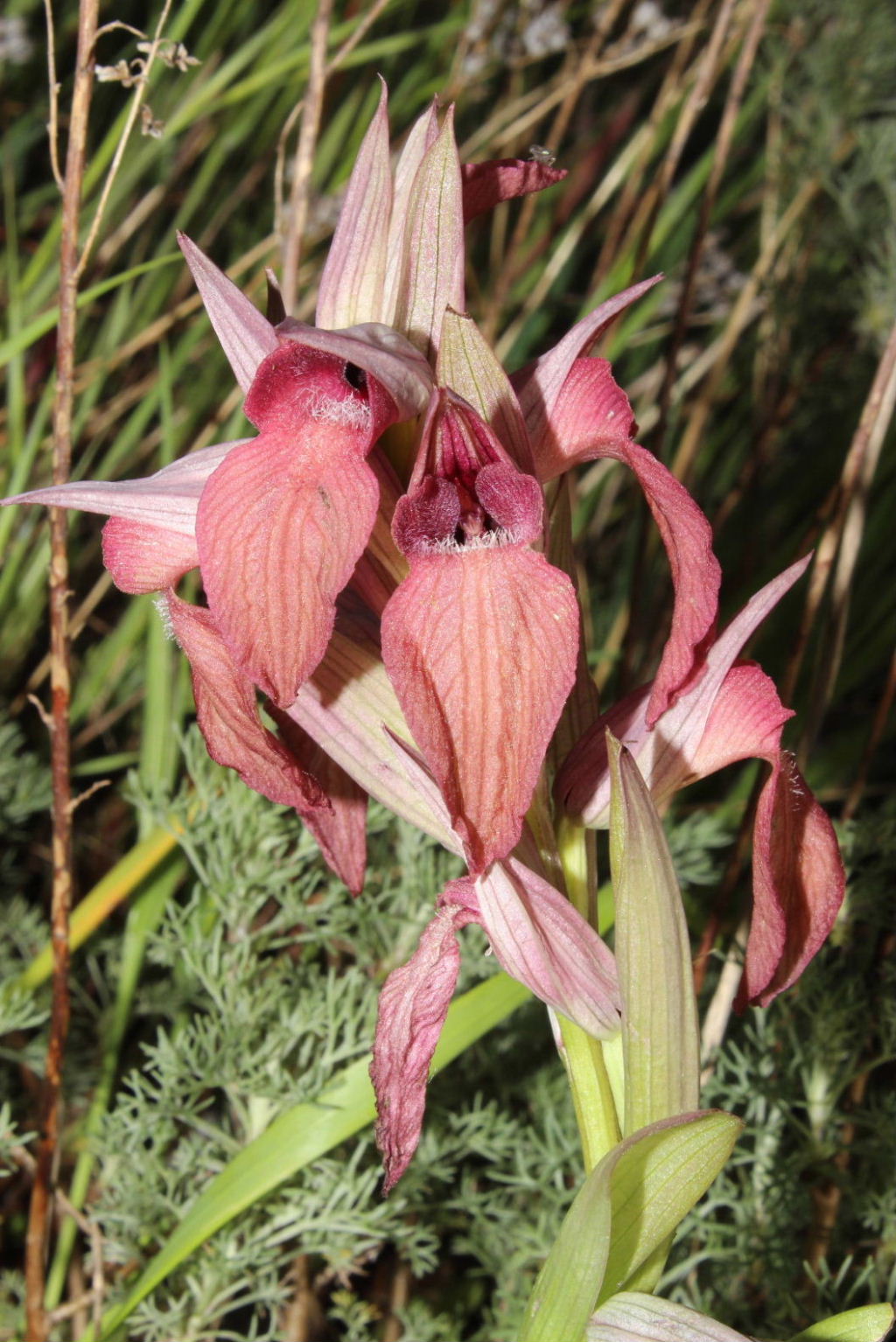 Per Orchidee lungo la piana del fiume Magra (SP)